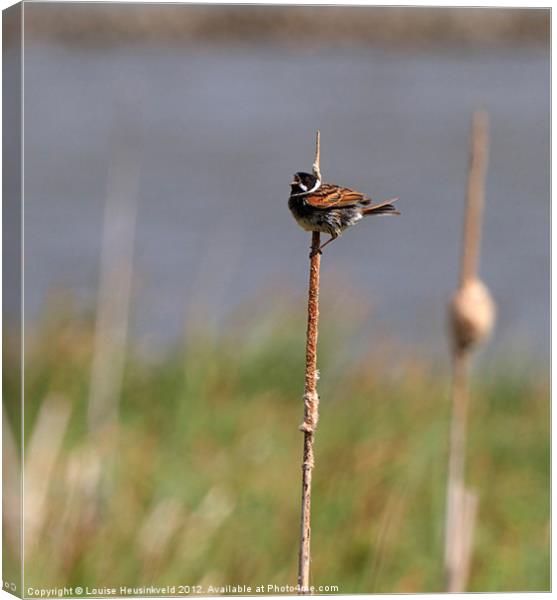 Reed Bunting Singing on a Reed Canvas Print by Louise Heusinkveld