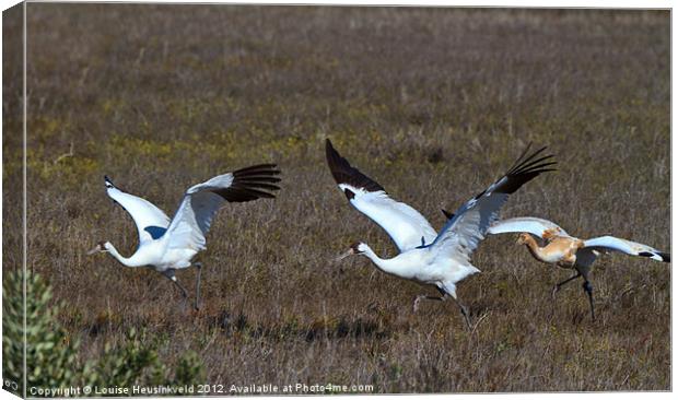 Whooping Cranes Canvas Print by Louise Heusinkveld