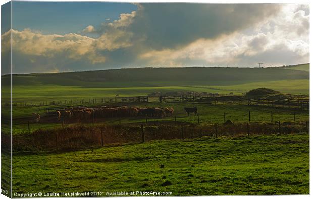 Cattle in a field at Gwithian, Cornwall Canvas Print by Louise Heusinkveld