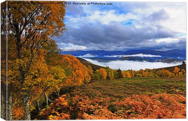 Misty day in the Cairngorms in Autumn Canvas Print by Louise Heusinkveld