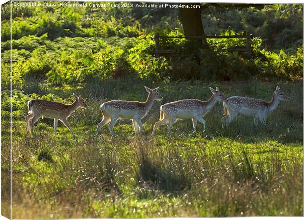 Fallow deer does and fawns at sunrise Canvas Print by Louise Heusinkveld