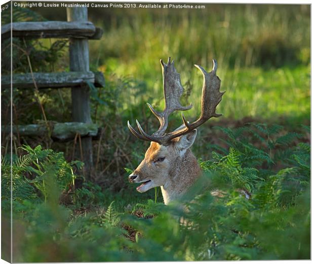 Fallow deer buck in rutting season Canvas Print by Louise Heusinkveld