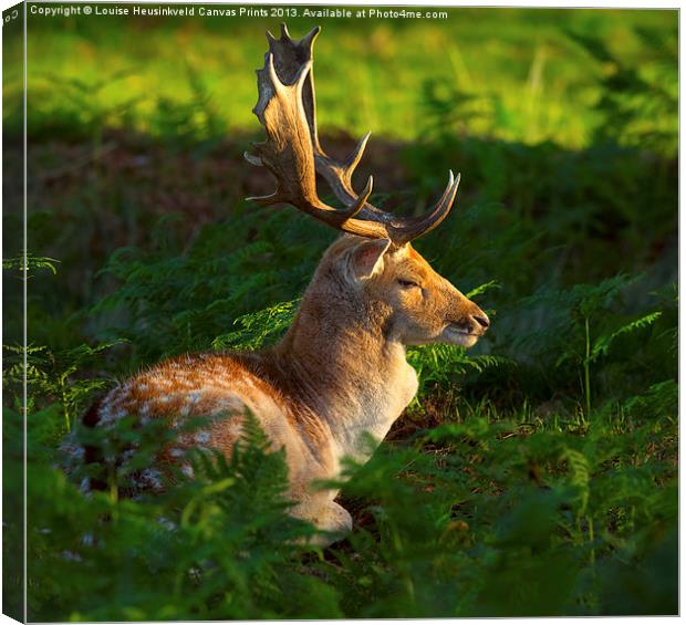 Fallow deer buck at sunrise Canvas Print by Louise Heusinkveld