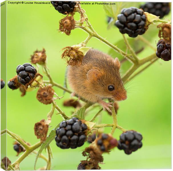 Harvest mouse on a blackberry stem Canvas Print by Louise Heusinkveld