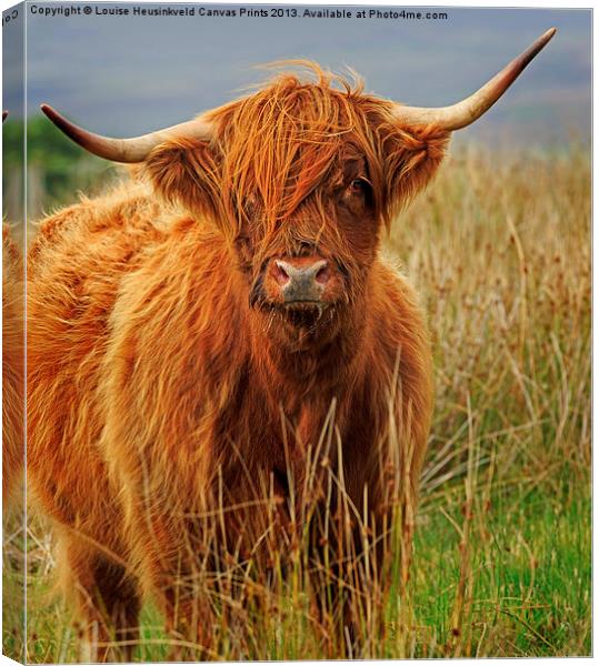 Red Highland Cow, Northumberland Canvas Print by Louise Heusinkveld