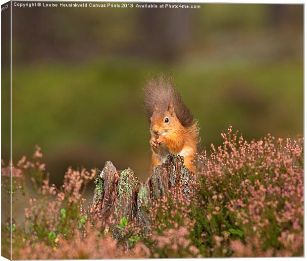 Red Squirrel in Autumn Canvas Print by Louise Heusinkveld