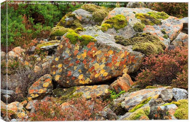 Lichens and Moss Canvas Print by Louise Heusinkveld