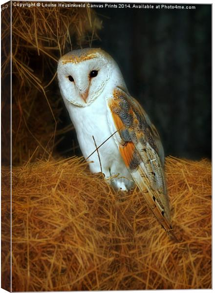 Barn Owl, Tyto alba Canvas Print by Louise Heusinkveld