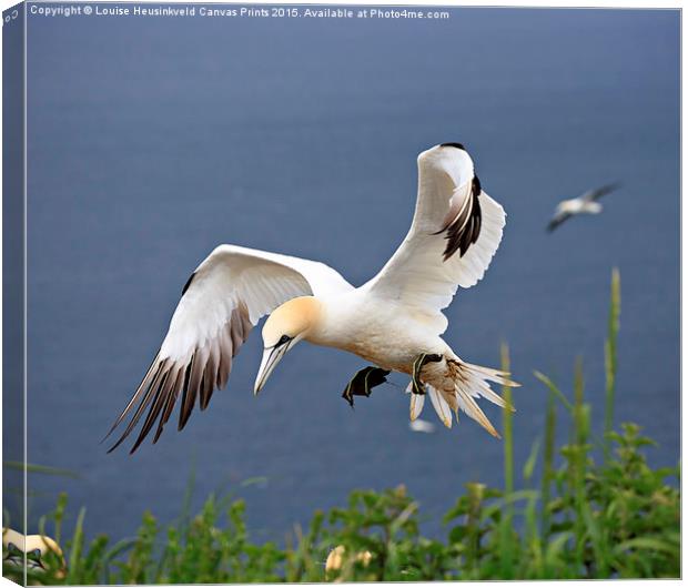 Northern Gannet landing on a cliff Canvas Print by Louise Heusinkveld