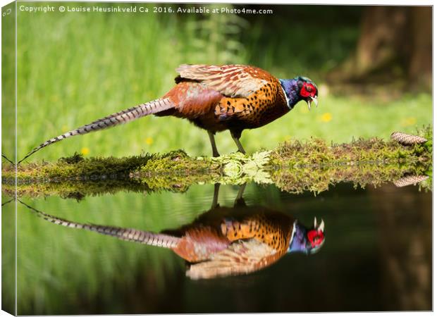 Common pheasant, Phasianus colchicus Canvas Print by Louise Heusinkveld