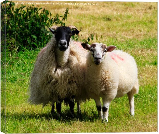 Swaledale sheep with lamb in the Lake District, Cu Canvas Print by Louise Heusinkveld