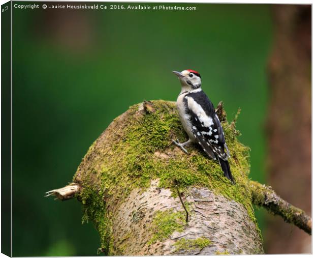 Great Spotted Woodpecker on a mossy log Canvas Print by Louise Heusinkveld