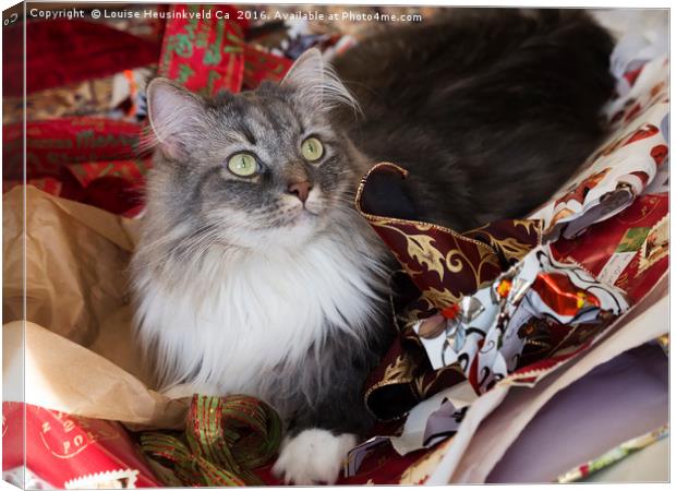 Grey and white cat sitting in discarded Christmas  Canvas Print by Louise Heusinkveld