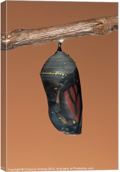 Monarch Butterfly Chrysalis II Canvas Print by Clarence Holmes