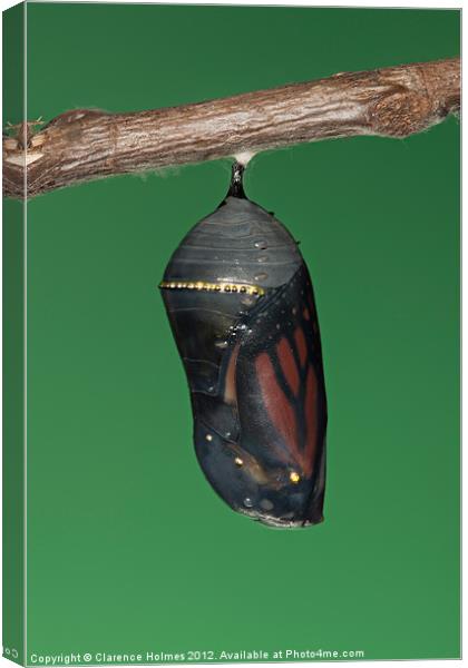Monarch Butterfly Chrysalis III Canvas Print by Clarence Holmes