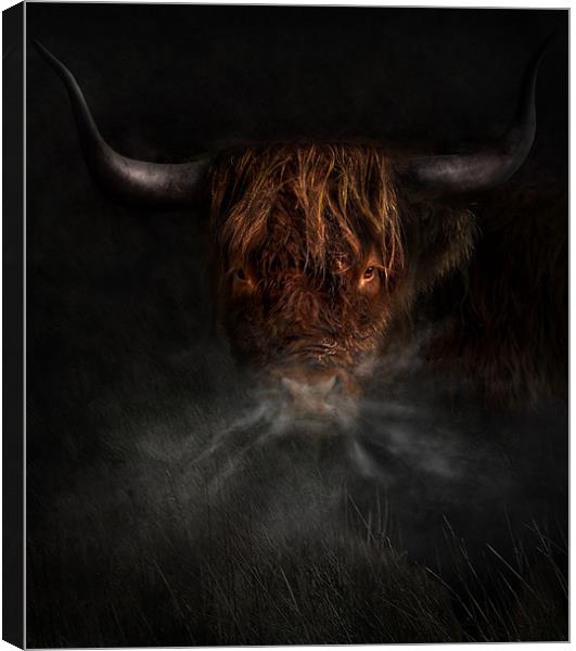 A west highland cow Canvas Print by Robert Fielding