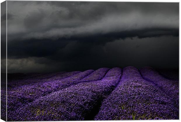 Lavender storm Canvas Print by Robert Fielding