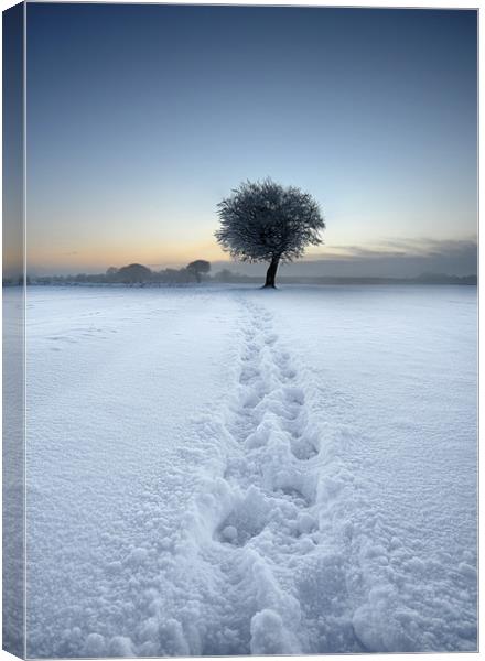 Tracks in the snow Canvas Print by Robert Fielding