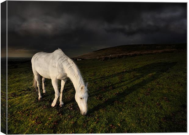The white horse Canvas Print by Robert Fielding