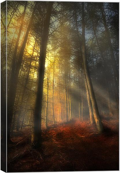 The rays of autumn Canvas Print by Robert Fielding