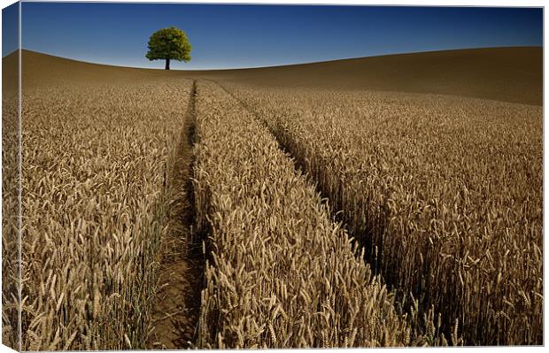 Tree in a sea of wheat Canvas Print by Robert Fielding