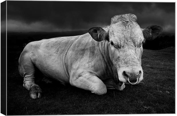 A bull called Emo Canvas Print by Robert Fielding