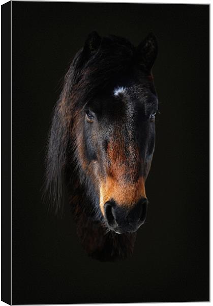 Portriat of a horse 2 Canvas Print by Robert Fielding