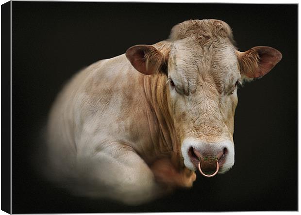 Portriat of a bull Canvas Print by Robert Fielding