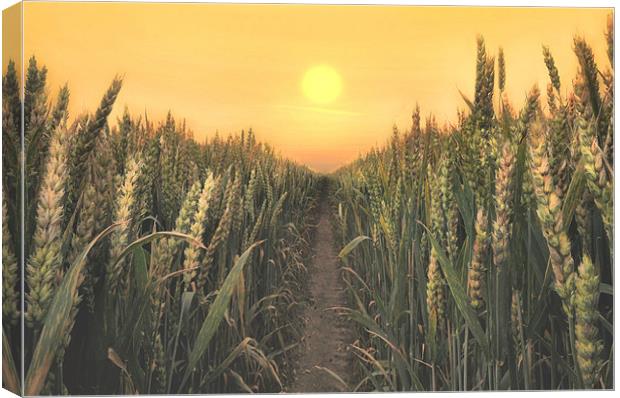 sunrise over the wheatfields Canvas Print by Robert Fielding