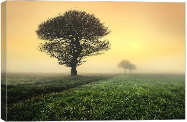 trees in the morning sunrise Canvas Print by Robert Fielding