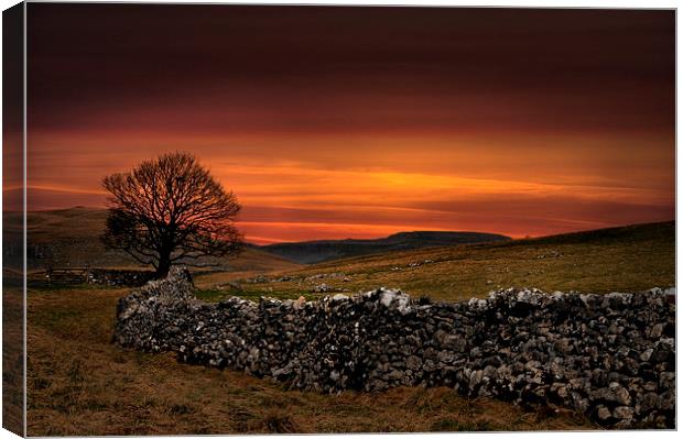 Malham tarn tree Canvas Print by Robert Fielding