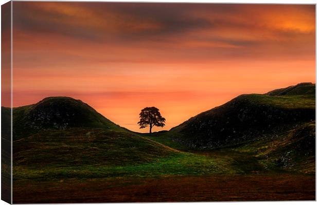 Sycamore gap Canvas Print by Robert Fielding