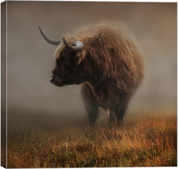 West highland cow Canvas Print by Robert Fielding