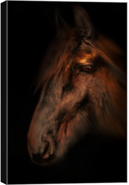 Portrait of a horse Canvas Print by Robert Fielding