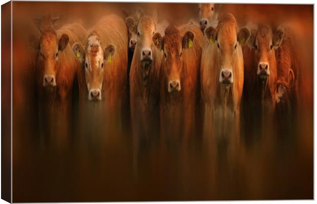 curious cows Canvas Print by Robert Fielding
