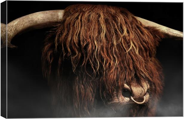 West highland cow Canvas Print by Robert Fielding