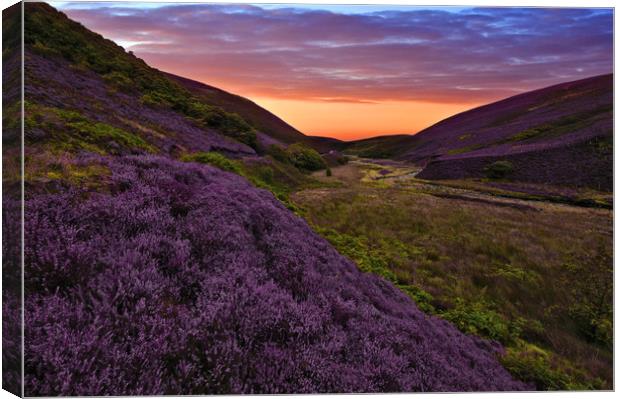 moorland heather Canvas Print by Robert Fielding