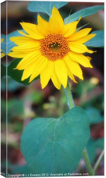 Sunflower In The Wilderness Canvas Print by J J Everson