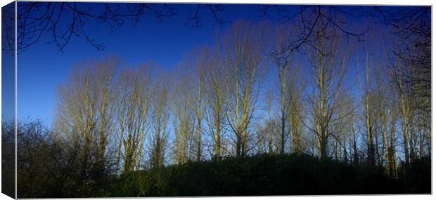 Woodland in Norfolk with Blue Sky Canvas Print by John Boekee
