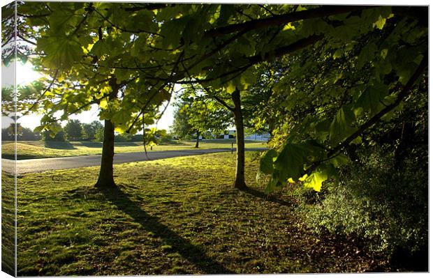 Melbourn woods Canvas Print by John Boekee