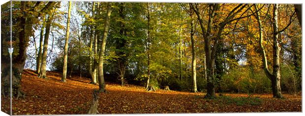 Melbourn woodland Canvas Print by John Boekee