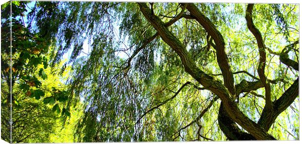 Weeping Willow Tree with blue sky Canvas Print by John Boekee