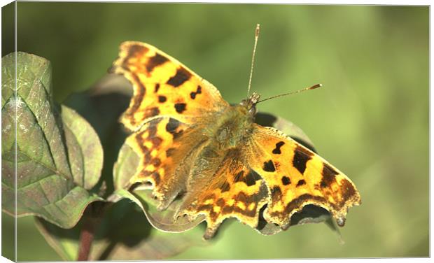 Comma Butterfly Canvas Print by John Boekee