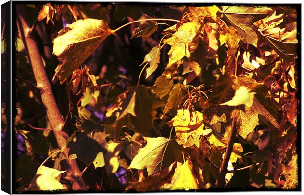 Brown and yellow Leafs Canvas Print by John Boekee