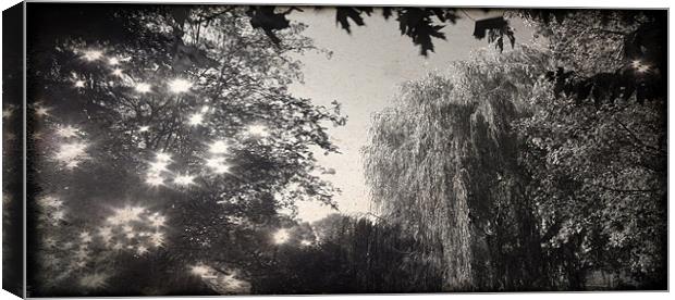 Willow in Black and White Canvas Print by John Boekee