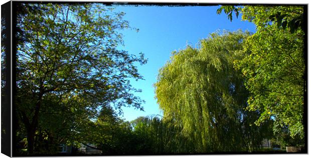 Willow in colour Canvas Print by John Boekee