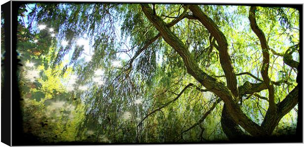 Willows in colour Canvas Print by John Boekee