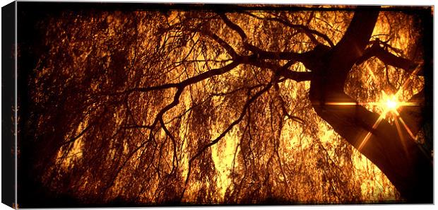 Willow Sepia with the Sunstar Canvas Print by John Boekee