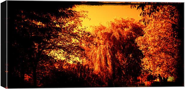 Sepia willow with a golden tint Canvas Print by John Boekee
