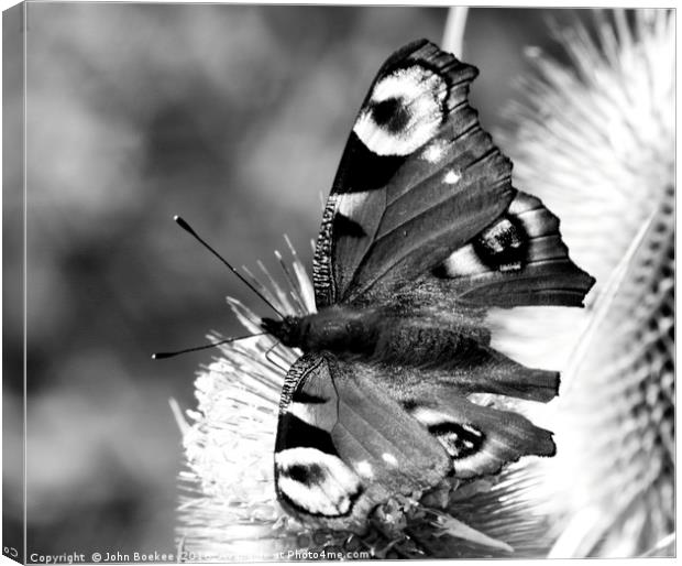 Peacock butterfly in black-and-white Canvas Print by John Boekee
